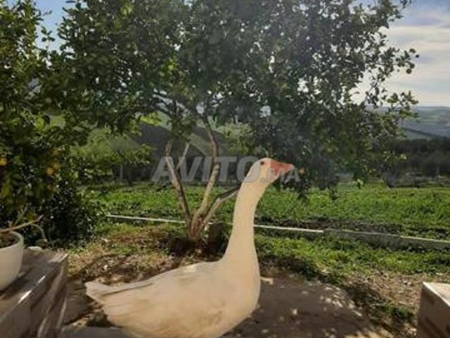 Propriété vente à El Kebir, Tanger-Tétouan
