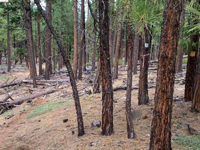 Land for sale in Bieber, California