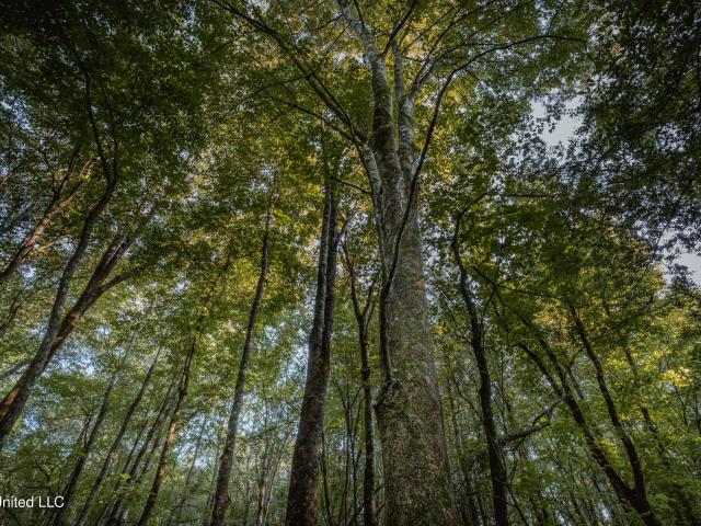 Land for sale in Greenwood, Mississippi