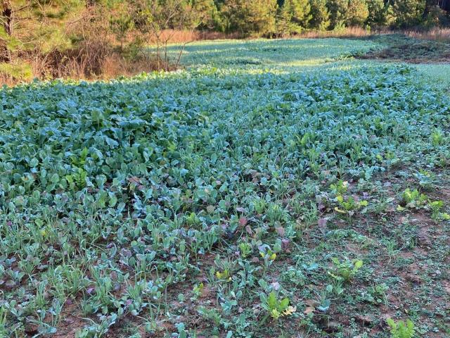 Land for sale in Crawfordville, Georgia