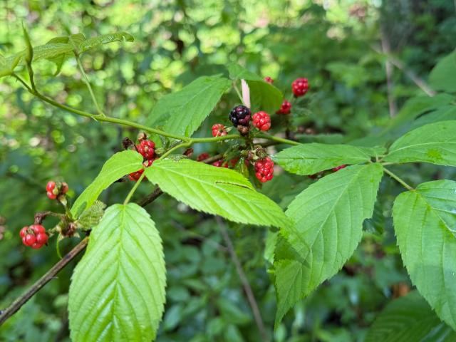 Land for sale in Somerset, Kentucky