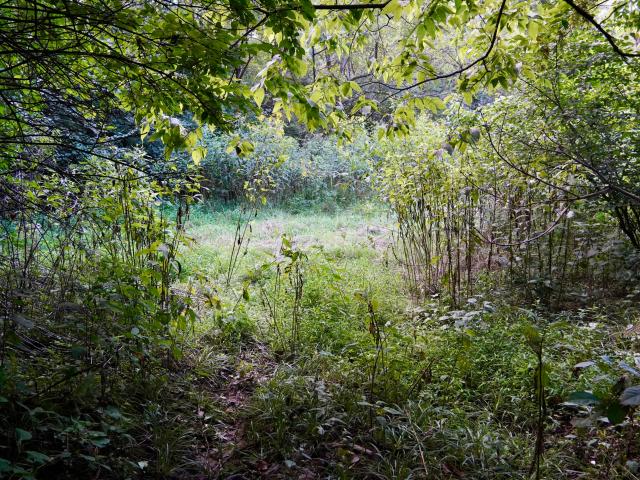 Land for sale in Ghent, Kentucky