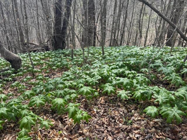 Land for sale in Leslie, Kentucky