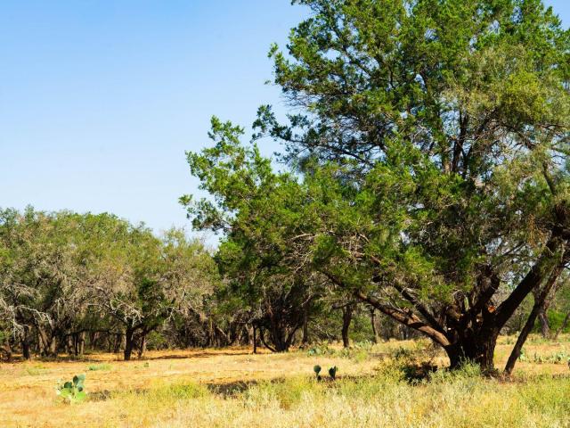 Farm for sale in Spicewood, Texas