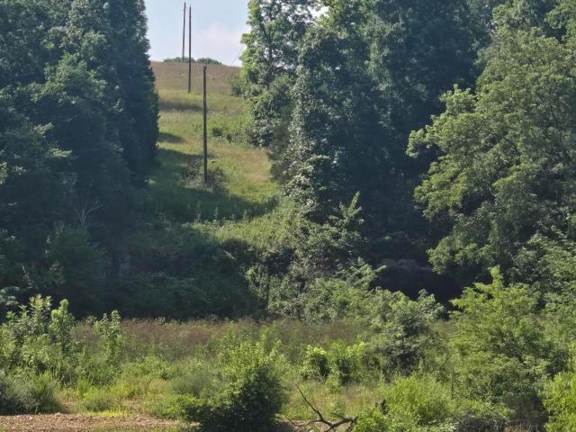 Land for sale in Mountain Grove, Wright County