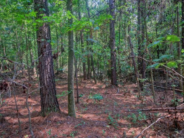 Land for sale in Saxapahaw, Graham