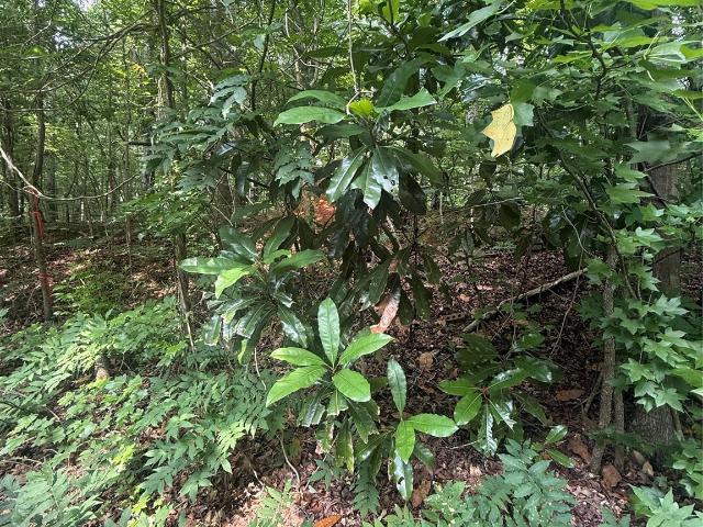 Land for sale in Troy, North Carolina