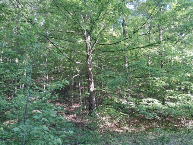Land for sale in London