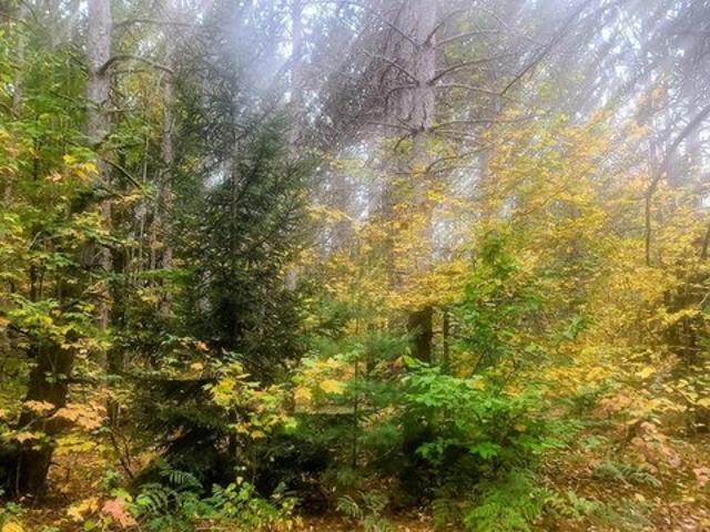 Land for sale in Mancelona, Michigan