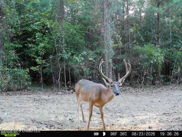 Land for sale in Utica, Mississippi