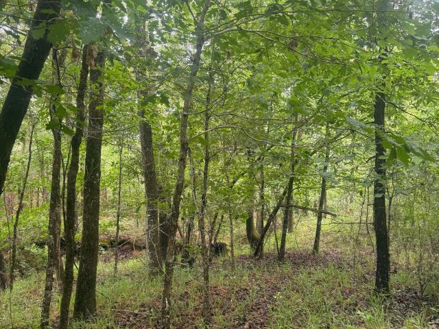 Land for sale in Crawfordville, Georgia