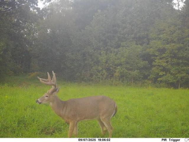 Farm for sale in Ledbetter, Kentucky