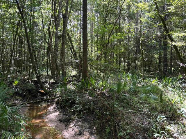 Land for sale in Bainbridge, Georgia