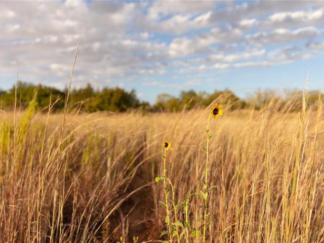 Land for sale in Headrick, Jackson County