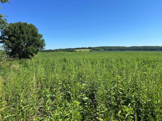 Land for sale in Grant, Minnesota