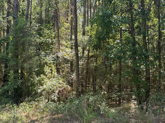 Land for sale in Baconton, Georgia