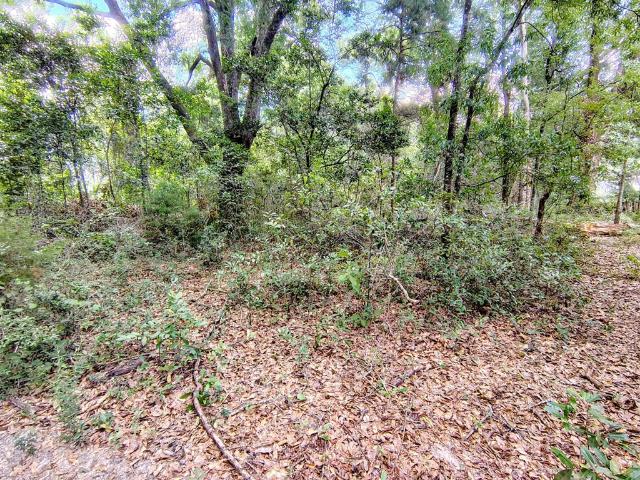 Land for sale in Geneva, Alabama