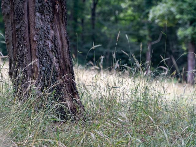 Land for sale in Ark