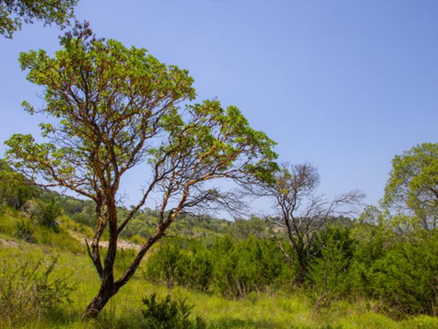 Land for sale in Pipe Creek, Texas