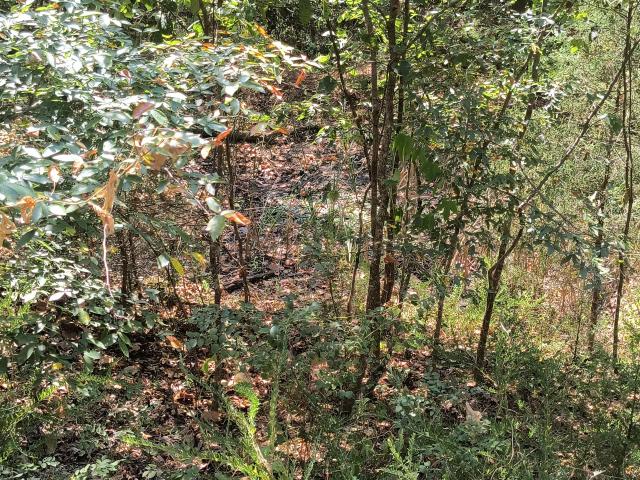Land for sale in Theodosia, Ozark County
