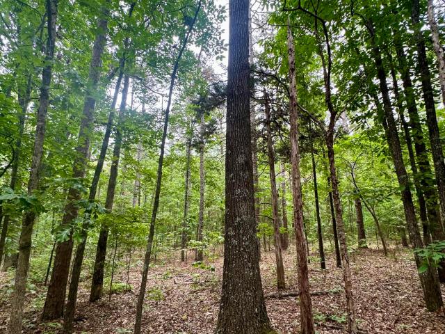 Land for sale in Grandin, Missouri