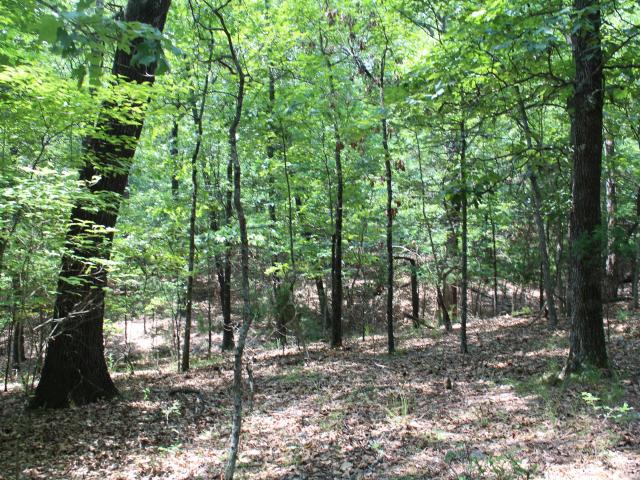 Land for sale in Theodosia, Missouri