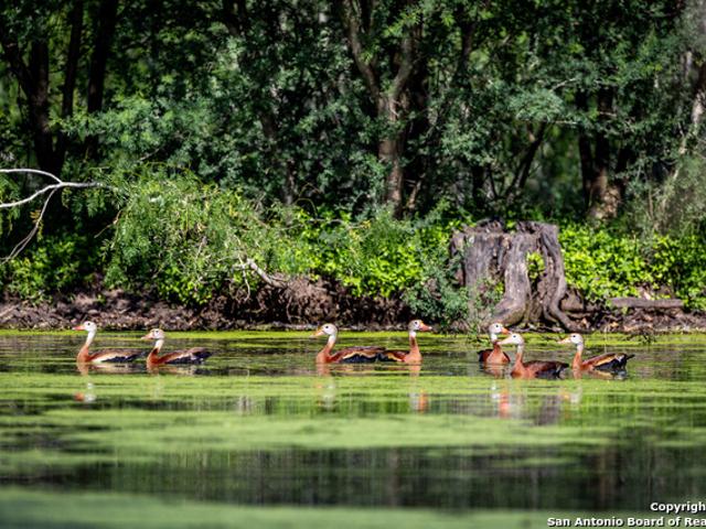 Land for sale in Bee, Texas