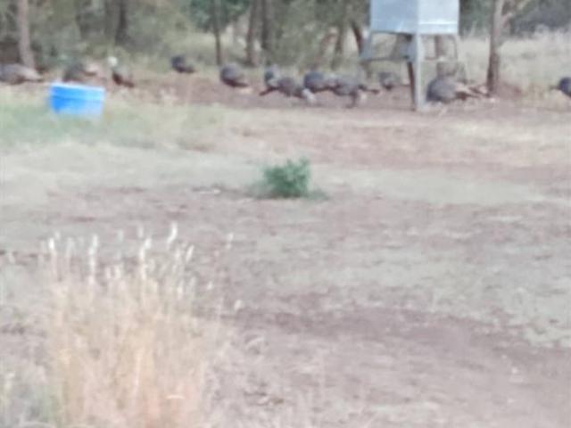 Land for sale in Brady, Texas