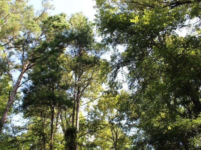 Land for sale in Grapeland, Houston County