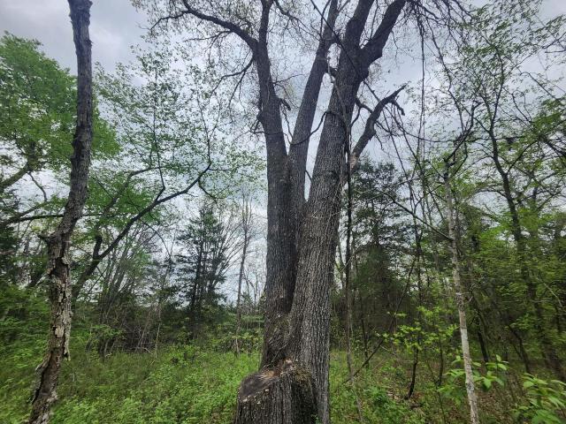 Land for sale in Drury, Missouri