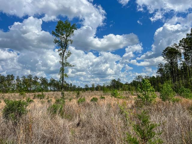 Land for sale in Colmesneil, Tyler County