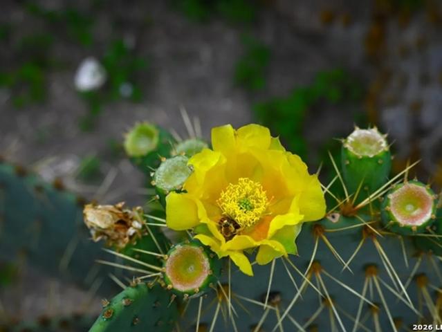 Land for sale in Bee, Texas