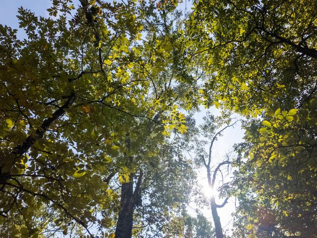 Land for sale in Howell, Missouri