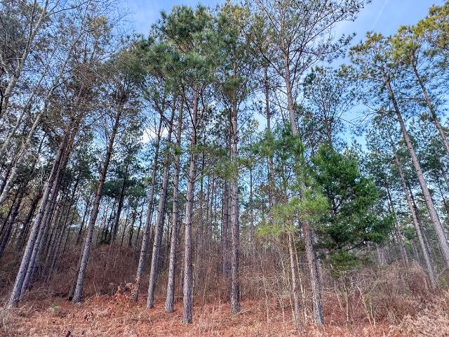 Land for sale in De Kalb, Texas