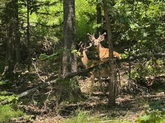 Land for sale in Gainesville, Missouri