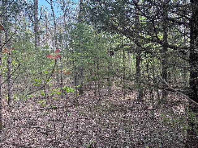 Land for sale in Theodosia, Missouri