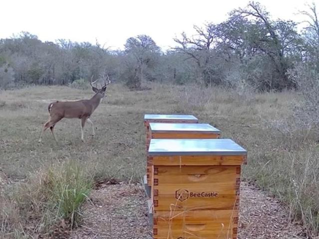 Farm for sale in Cost, Texas