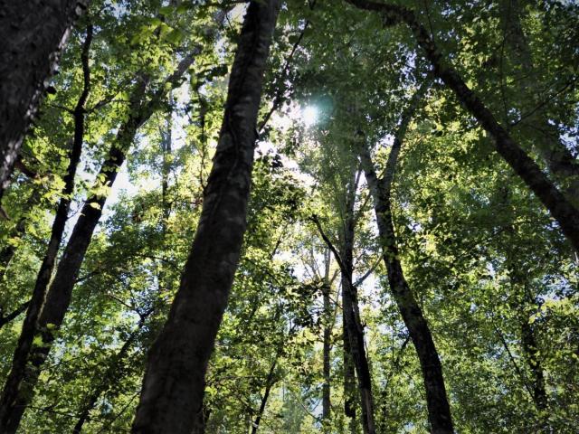 Land for sale in Ark