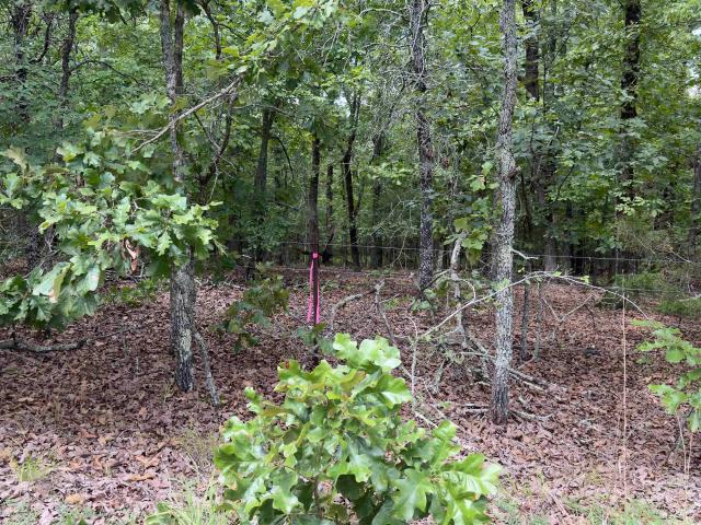 Land for sale in Cabot, Lonoke County