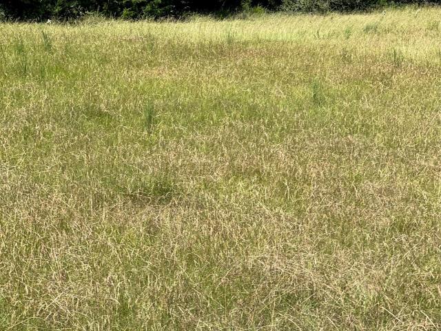 Land for sale in Harrison, Texas