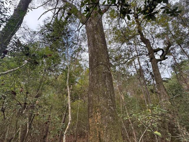 Land for sale in Osyka, Mississippi