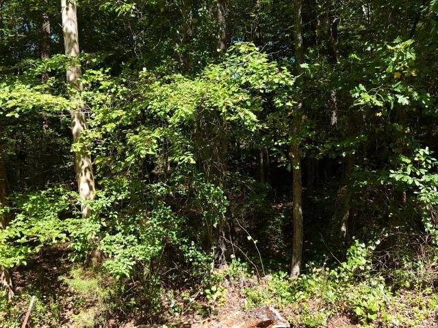 Land for sale in Tennessee