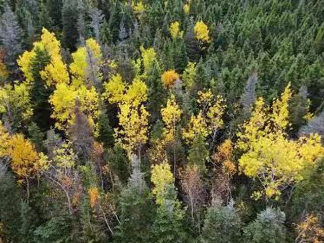 House for sale in South Brook, Newfoundland And Labrador