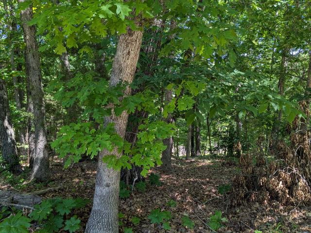 Land for sale in Stone, Missouri