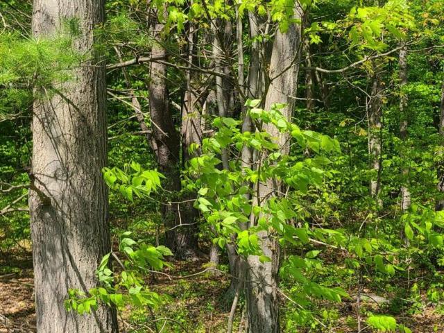 Land for sale in Hannacroix, New York