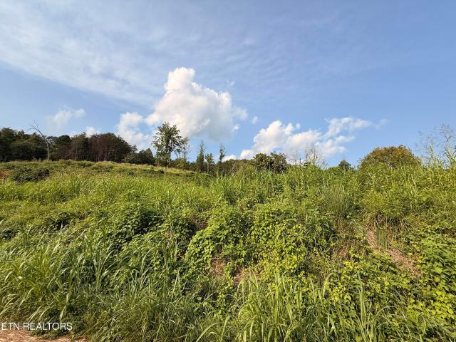 Land for sale in Dona, Lee County