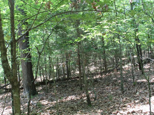 Land for sale in Theodosia, Missouri