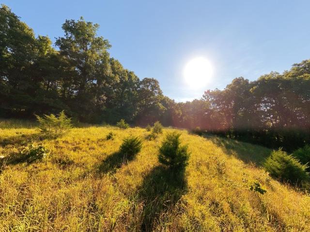 Land for sale in Gainesville, Missouri