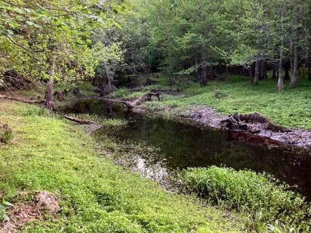 Land for sale in Burgaw, North Carolina