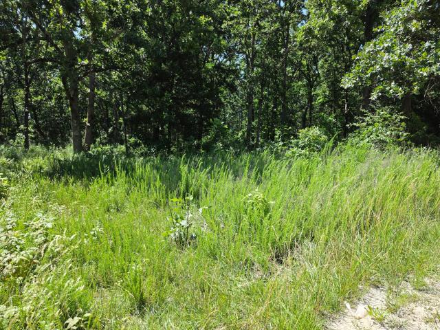 Land for sale in Fordland, Missouri